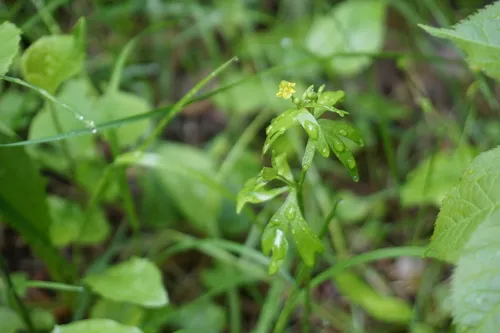 Littleleaf Buttercup