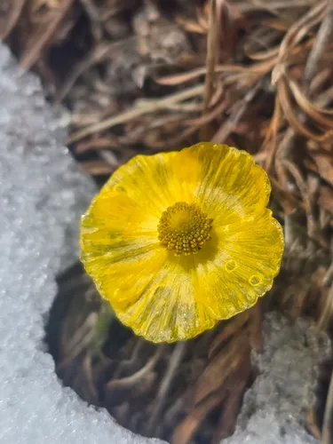 Alpine Buttercup
