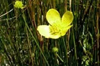 Fall Buttercup — photo by USFWS