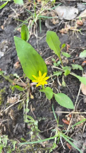 Plantainleaf Buttercup — photo by S Lee