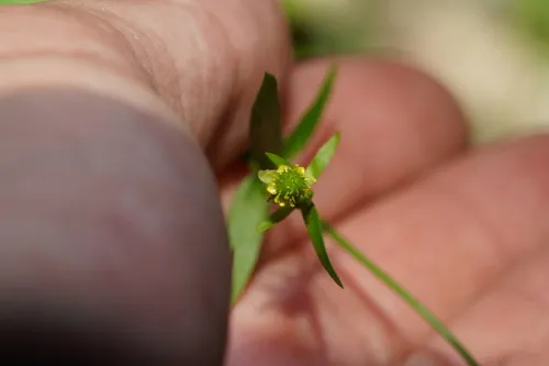 Allegheny Mountain Buttercup