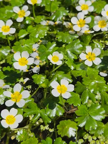 White Water Crowfoot — photo by Věra Kafková