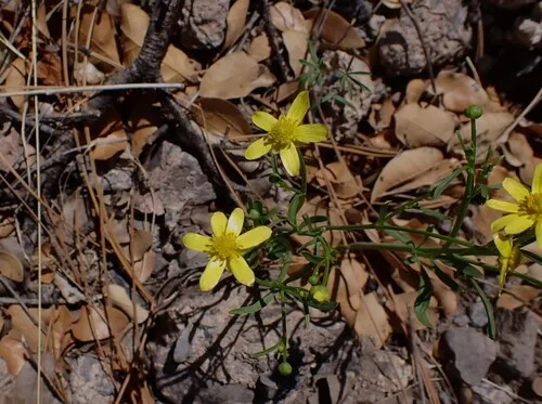 Arizona Buttercup