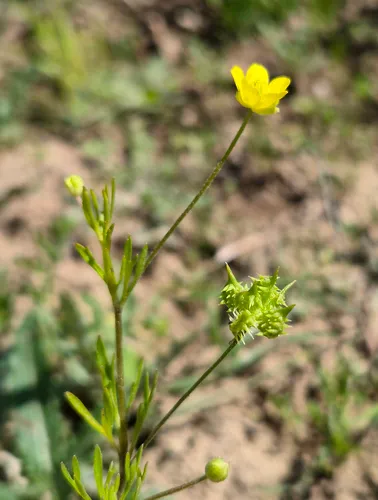 Corn Buttercup — photo by Wildspur