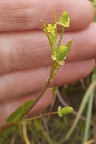 Carter's Buttercup (var. trisepalus) — photo by Juan Urrutia