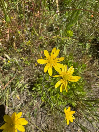 California Buttercup — photo by Zoe G