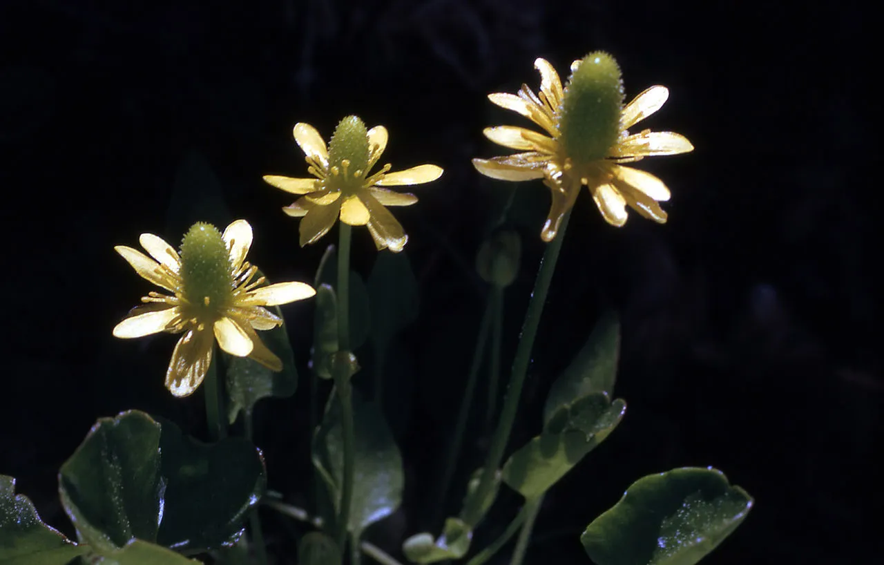 Alkali Buttercup