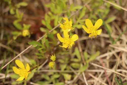 Early Buttercup — photo by Alex Heffernan