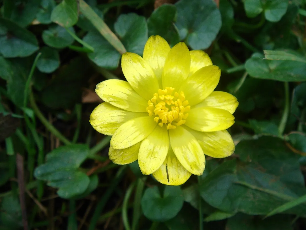 Fig Buttercup — photo by Karduelis