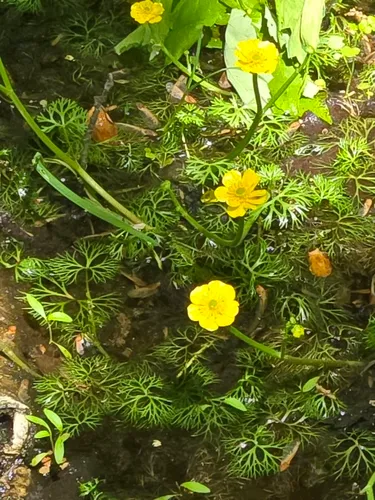 Yellow Water Buttercup — photo by Daniel Atha