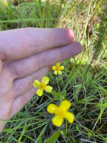 Greater Creeping Spearwort — photo by philippheiser