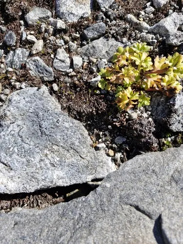 Glacier Buttercup (subsp. chamissonis) — photo by Sandra Cellina