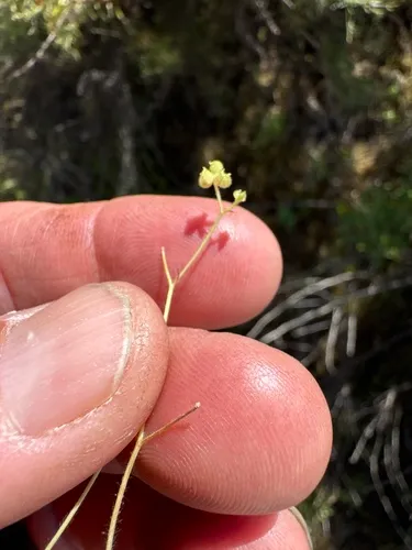 Delicate Buttercup — photo by jrebman