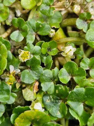 Ivy Buttercup — photo by Helen Waterman