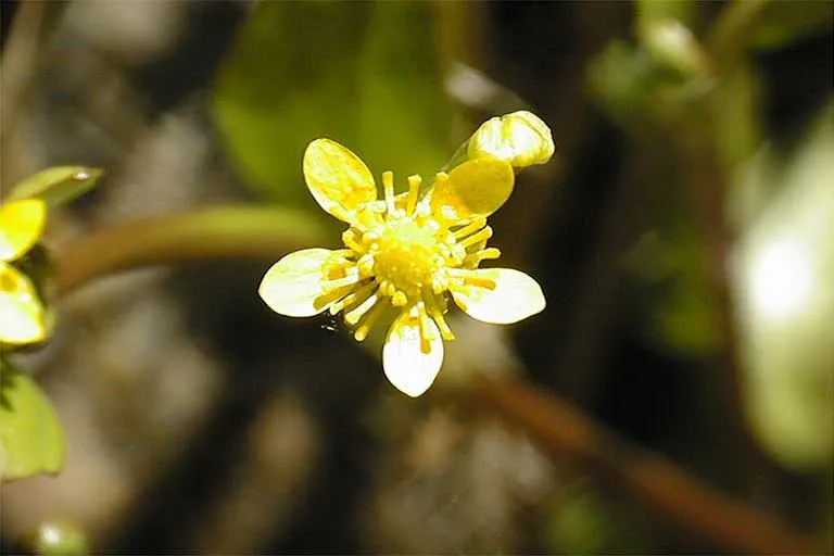 Frogbit Buttercup — photo by Larry Blakely
