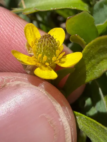 Graceful Buttercup — photo by Luke Larson