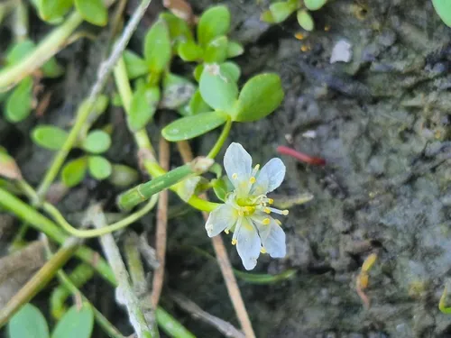 Lobb's Buttercup — photo by Shane S