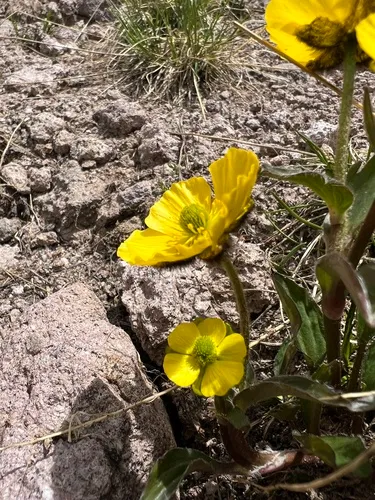 Rocky Mountain Buttercup — photo by Mollie Freilicher