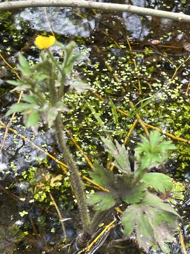 Macoun's Buttercup — photo by jes_gray2