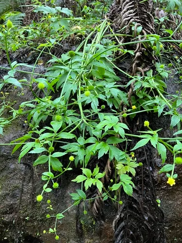 Maui Buttercup — photo by Kenneth R. Wood (NTBG)
