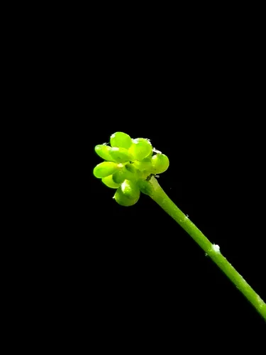 Rock Buttercup — photo by Gregory Hayes