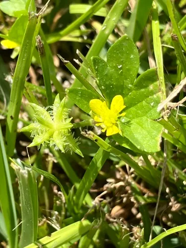 Spinyfruit Buttercup — photo by monkeyjodey