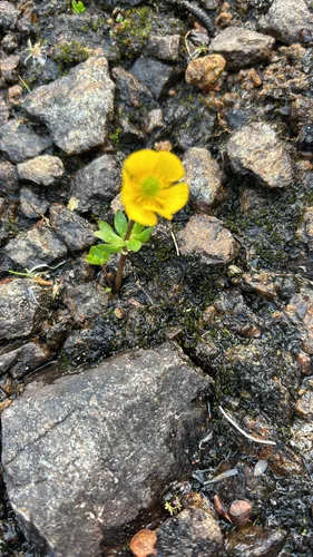 Snow Buttercup — photo by csmith10153
