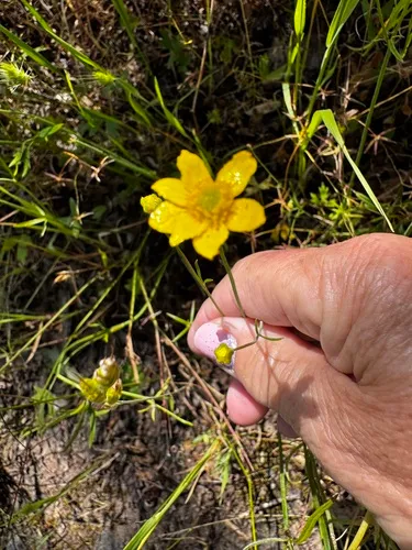 Nelson's Buttercup (var. nelsonii) — photo by Sarah Reid