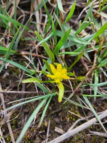 Blue Mountain Buttercup