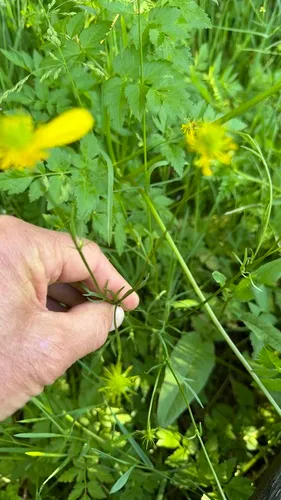 Bloomer's Buttercup (var. bloomeri) — photo by Peter Dunwiddie
