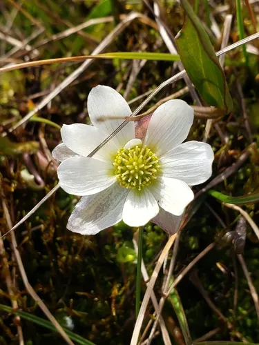 Pallas' Buttercup — photo by willhendricks