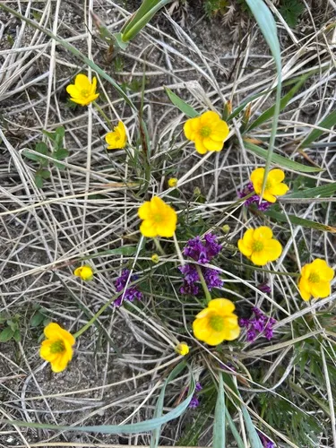 Surefoot Buttercup — photo by Jeffrey H. Skevington