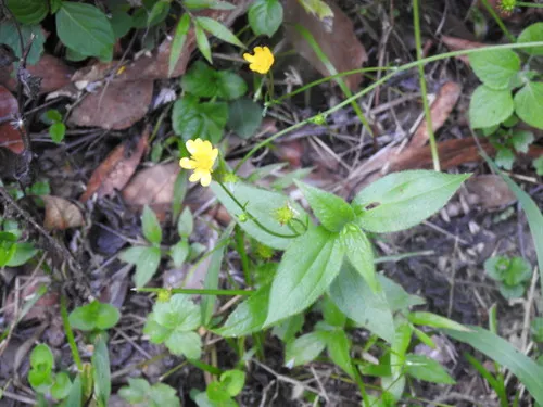 Latin American Buttercup — photo by Juan Carlos López Domínguez