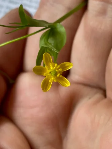 Popular Buttercup — photo by Larry Hufford