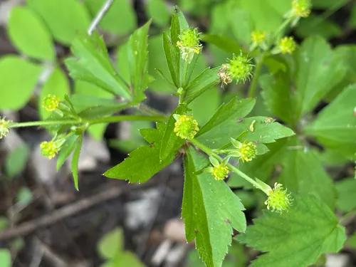 Blisterwort
