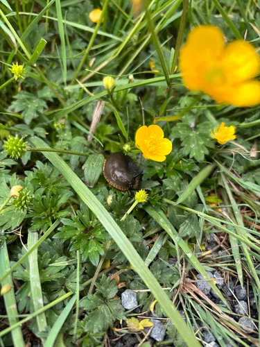 Creeping Buttercup — photo by snowglobin