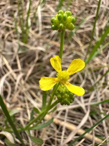 Labrador Buttercup — photo by Adam Heikkila