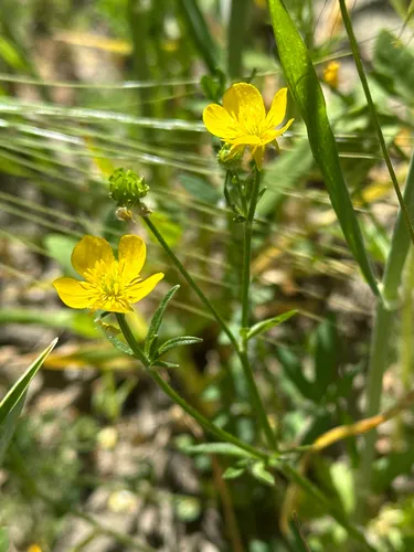 Hairy Buttercup — photo by Sebastian J. Dunkl