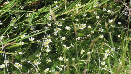 Threadleaf Crowfoot