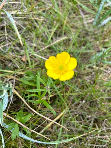 Turner's Buttercup — photo by carlamcf
