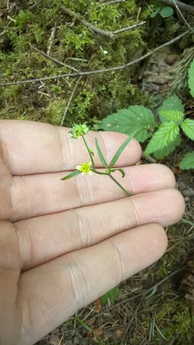 Woodland Buttercup — photo by theryanmckeever