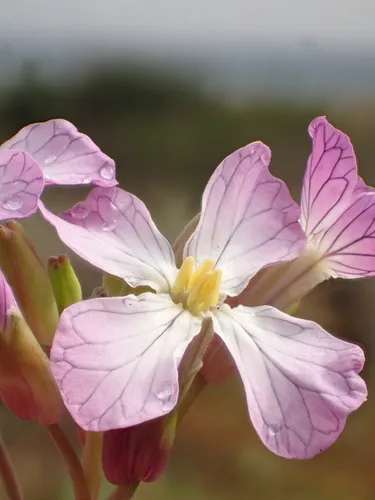 Wild Radish — photo by 葉子