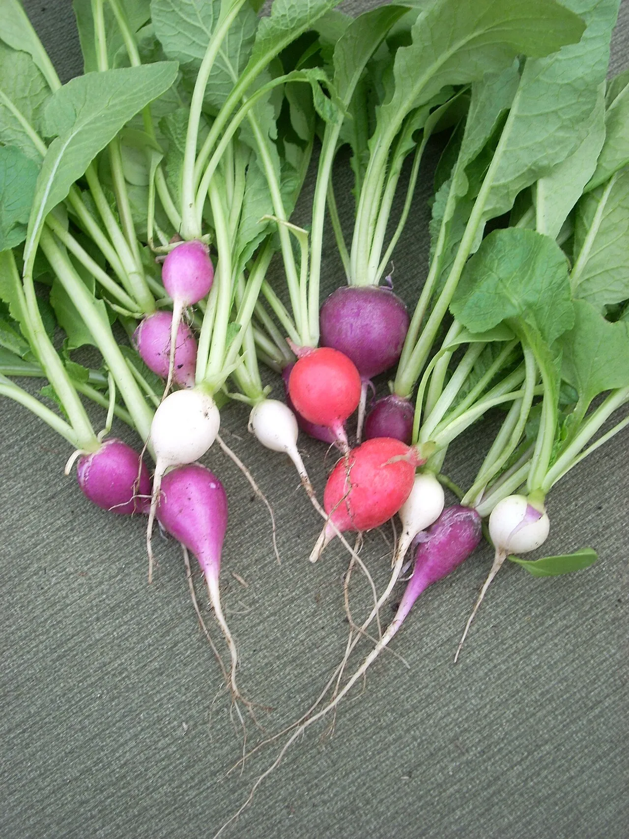 Cultivated Radish — photo by Self, en:User:Jengod