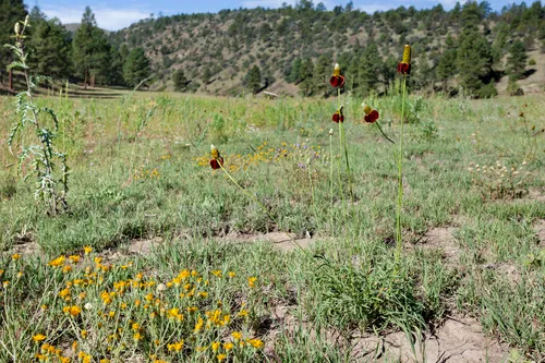 Upright Prairie Coneflower — photo by Cecelia Alexander
