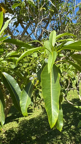 Devil's-pepper