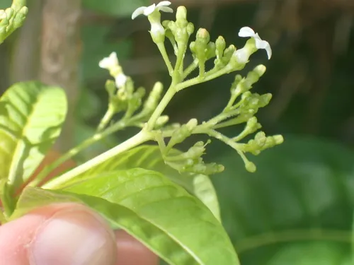 Milkbush