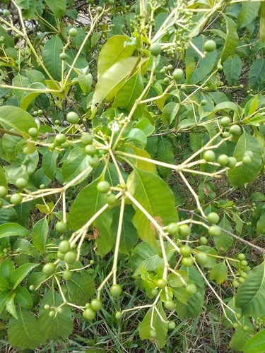 Poison Devil's-pepper