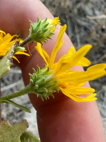 Viscid Tansyaster