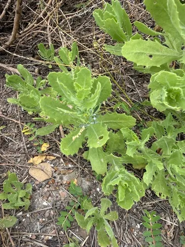 Camphor Daisy — photo by sschiereck