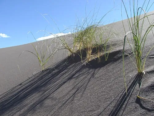 Blowout Grass — photo by Wikimedia Commons